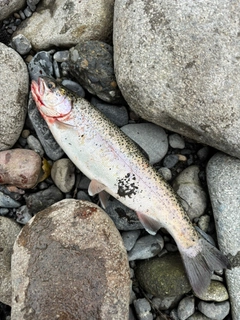 ニジマスの釣果