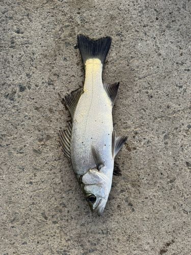 ヒラスズキの釣果