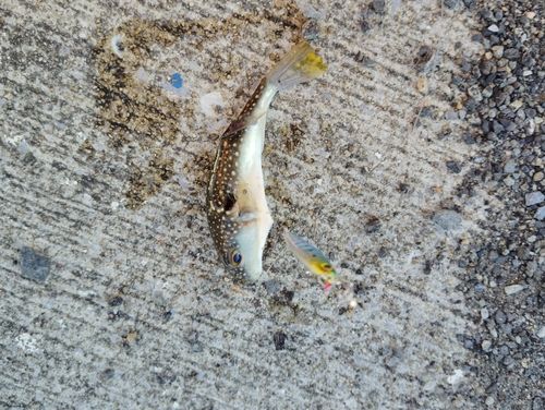 クサフグの釣果