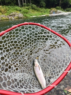 ニジマスの釣果