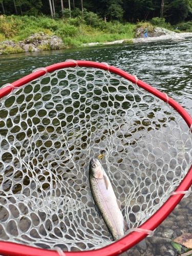 ニジマスの釣果