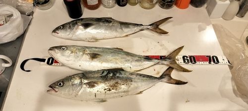 ハマチの釣果