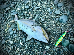ショゴの釣果