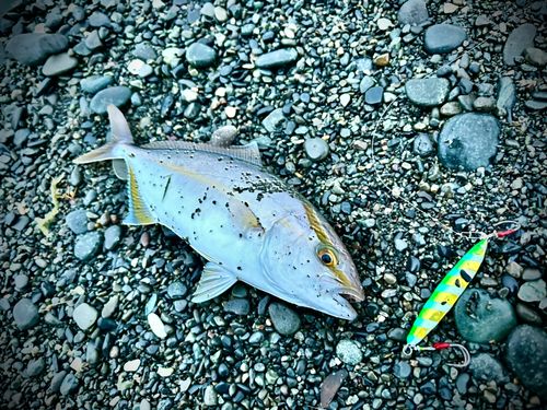 ショゴの釣果