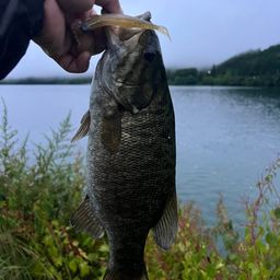 スモールマウスバス