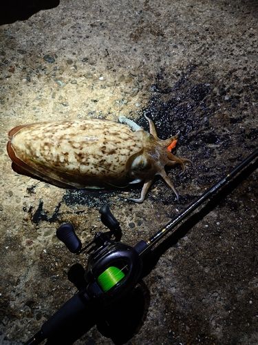 モンゴイカの釣果