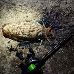 モンゴイカ