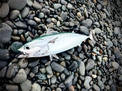 マルソウダの釣果