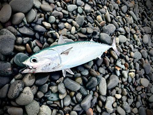 マルソウダの釣果