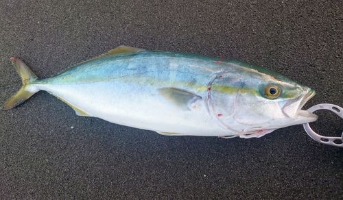 フクラギの釣果