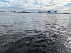 シロギスの釣果