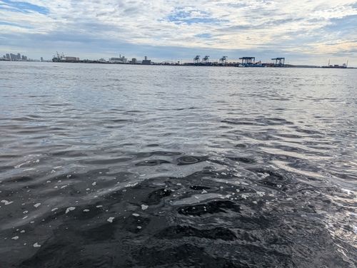 シロギスの釣果