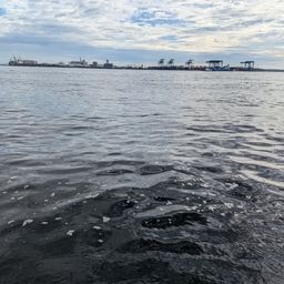 シロギス