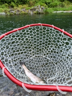 ニジマスの釣果