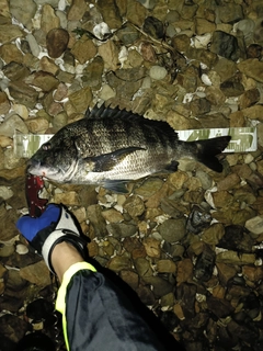 クロダイの釣果