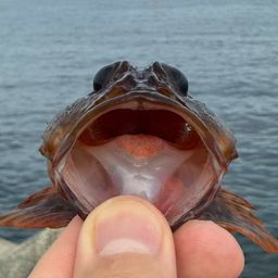 ガシラ