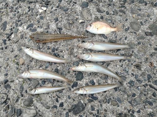 キスの釣果