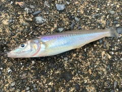 キスの釣果
