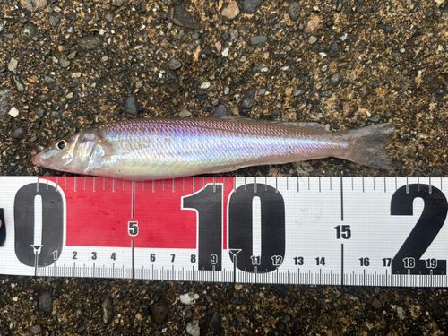 キスの釣果