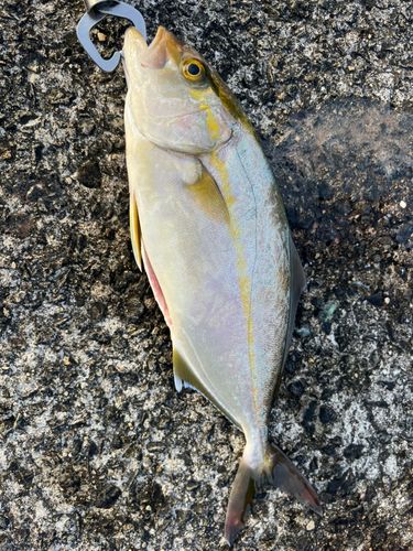 ネリゴの釣果