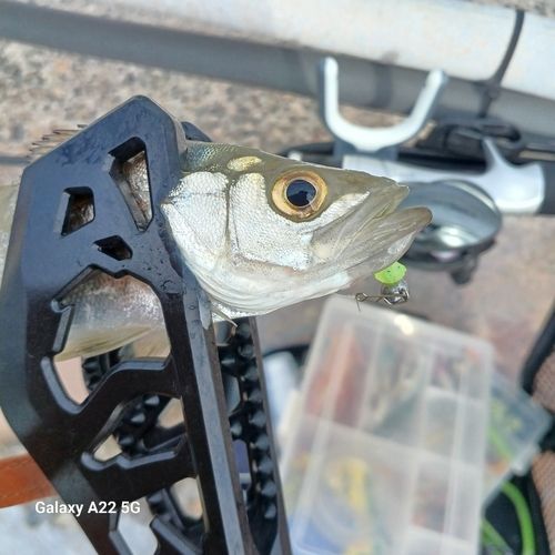 セイゴ（マルスズキ）の釣果