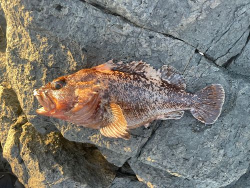 ソイの釣果