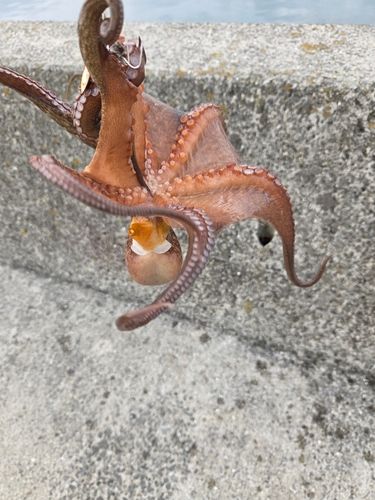マダコの釣果