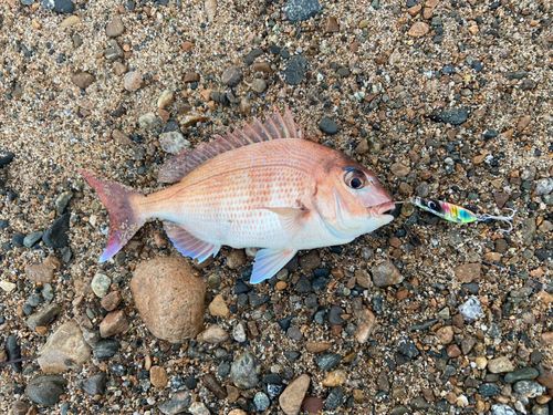 チャリコの釣果