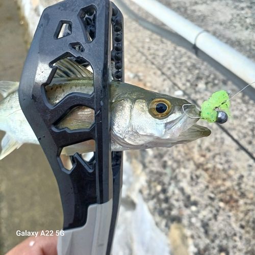 セイゴ（マルスズキ）の釣果