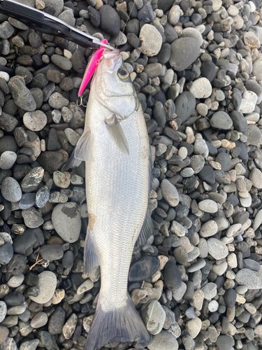 ヒラスズキの釣果