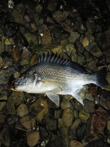 キビレの釣果