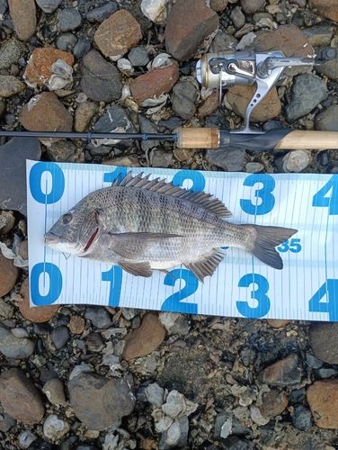クロダイの釣果