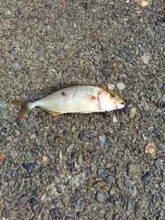 シオの釣果