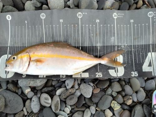 ショゴの釣果