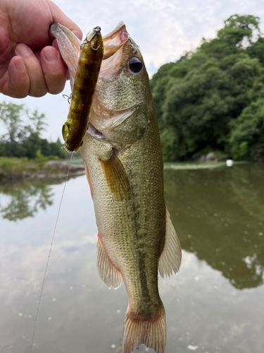 ラージマウスバスの釣果