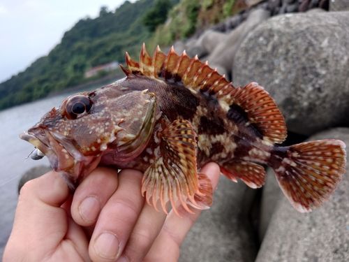 カサゴの釣果