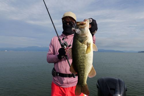 ラージマウスバスの釣果