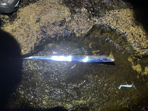 タチウオ