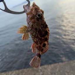 カサゴ