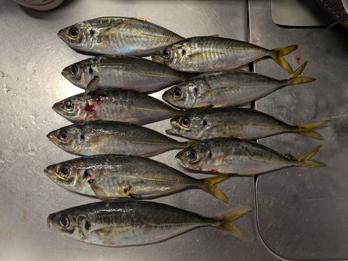 アジの釣果