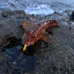 カサゴ