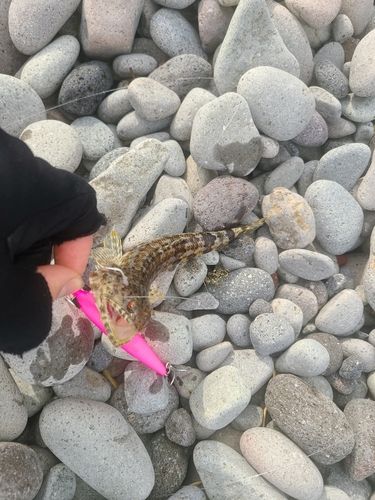 エソの釣果