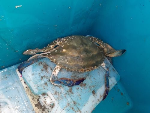 ワタリガニの釣果