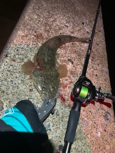 マゴチの釣果