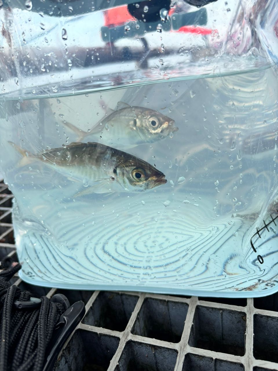 ショゴ