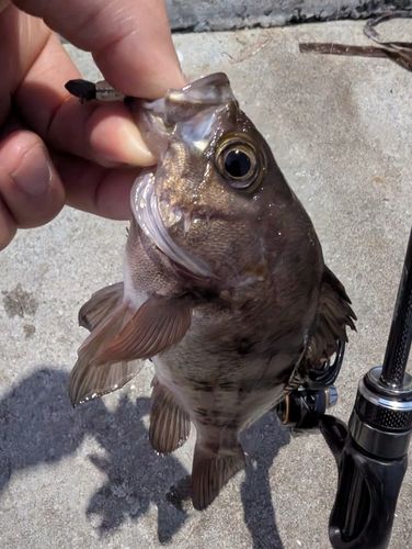 メバルの釣果