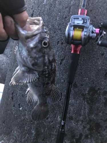 クロソイの釣果