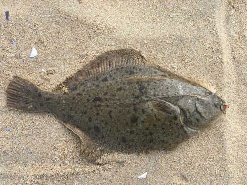 カレイの釣果