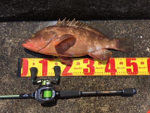 アコウの釣果