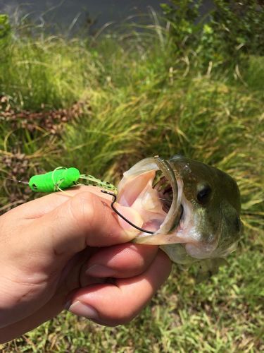 ブラックバスの釣果